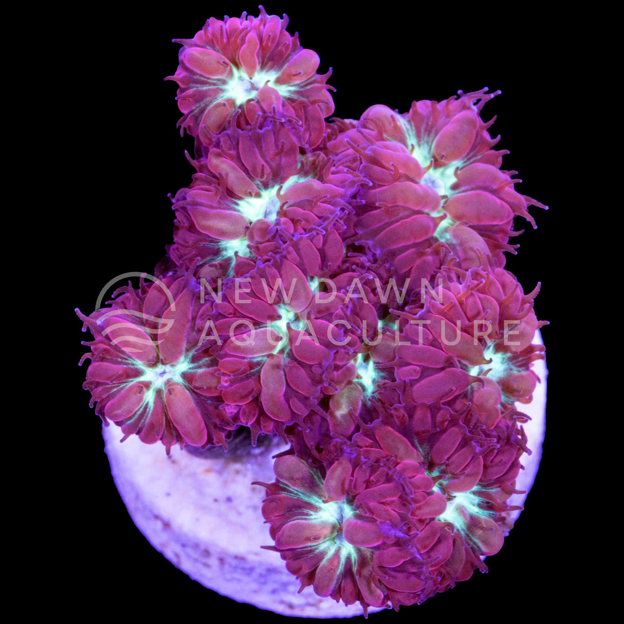 Red Blastomussa Merletti