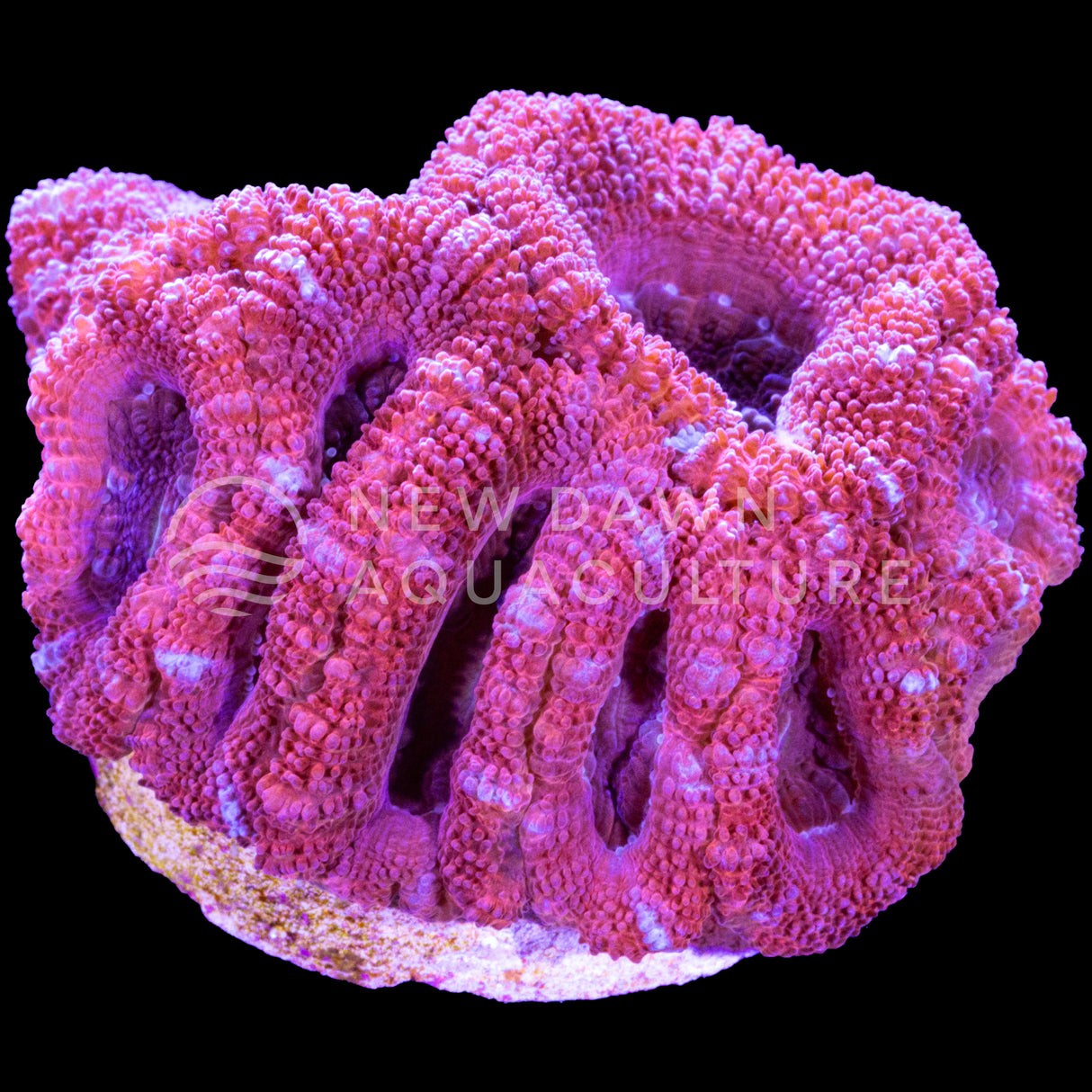 Red Micromussa