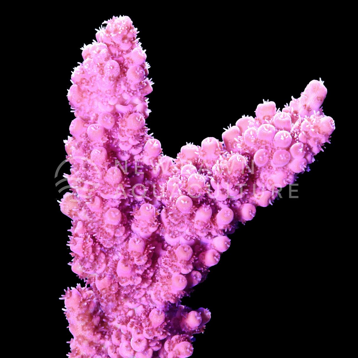 Red Planet Acropora
