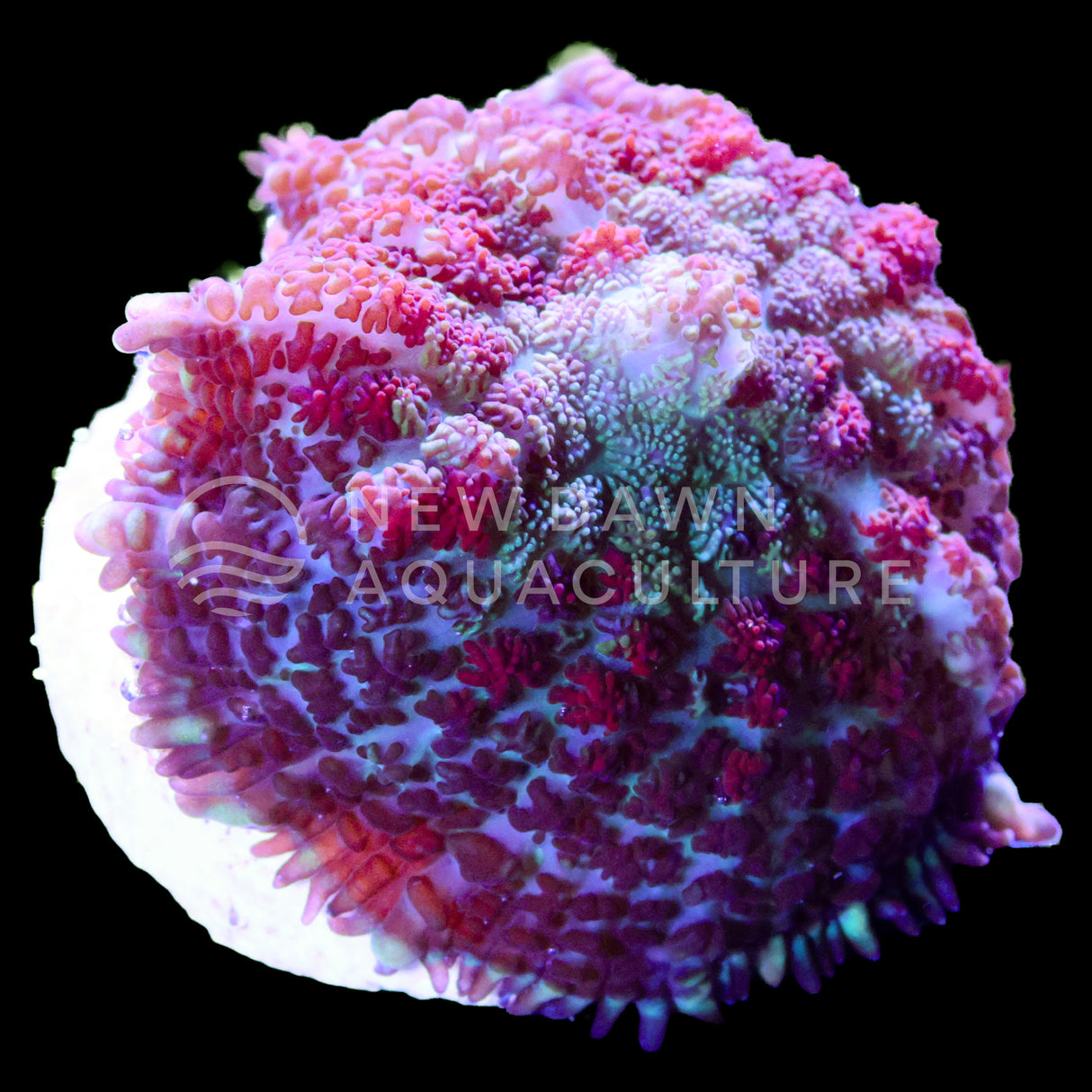 Crimson Forge Rhodactis Mushroom