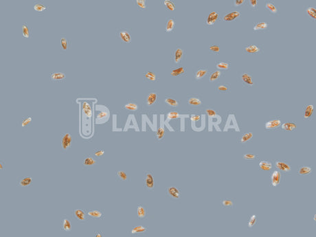 Ultimate Phyto Pack