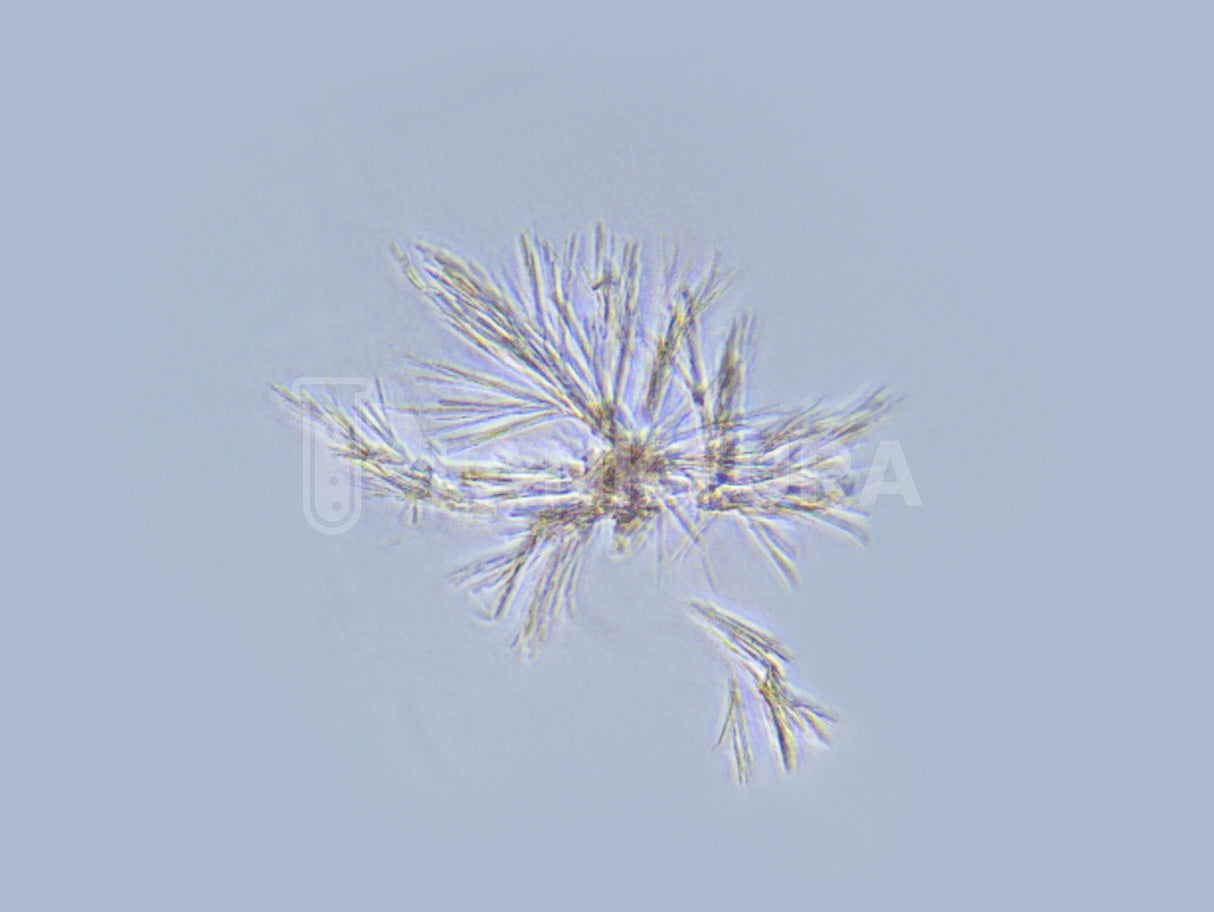 Palustris Live Bacteria - Bacto Fuel