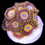 Scrambled Eggs Zoanthids