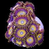 Scrambled Eggs Zoanthids