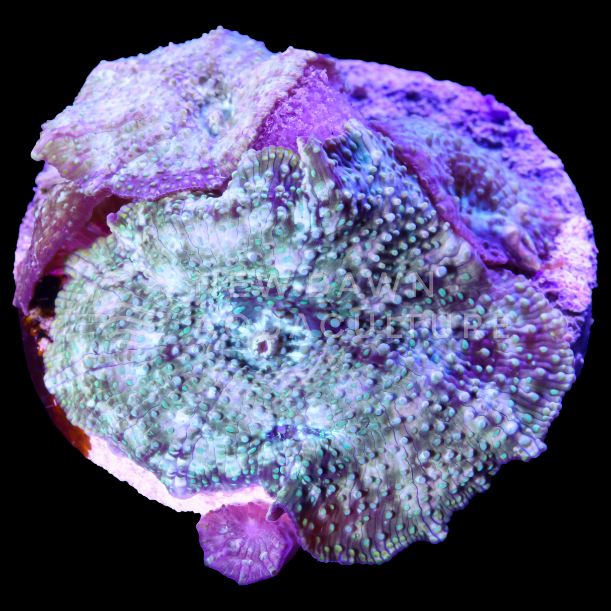 Sea Glass Discosoma