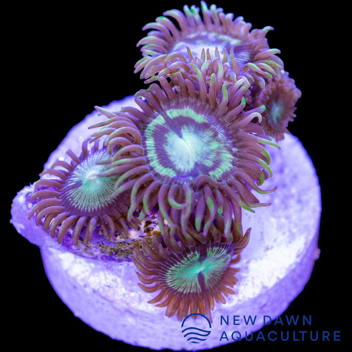 Seafoam Swirl Zoanthids