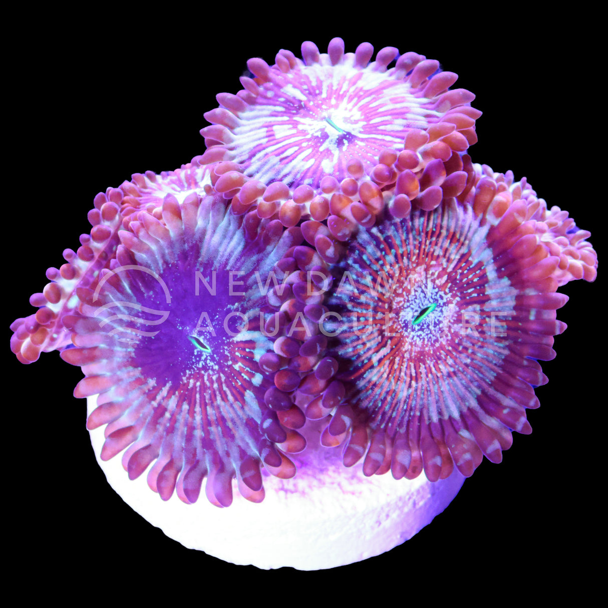 Seduction Zoanthids