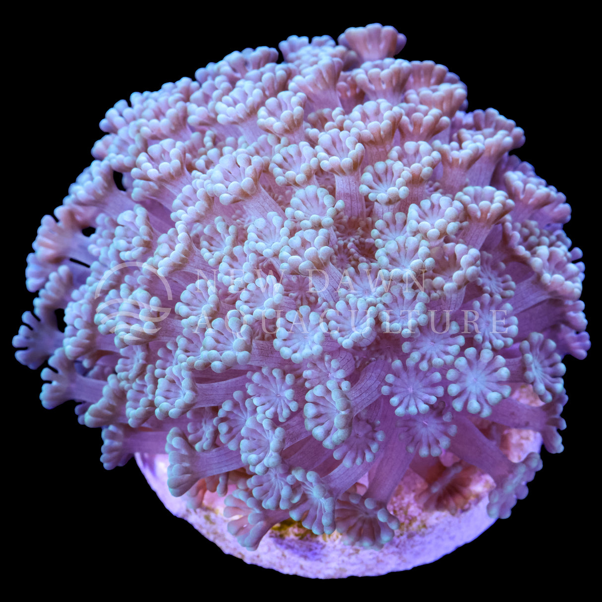 Small Polyp Alveopora