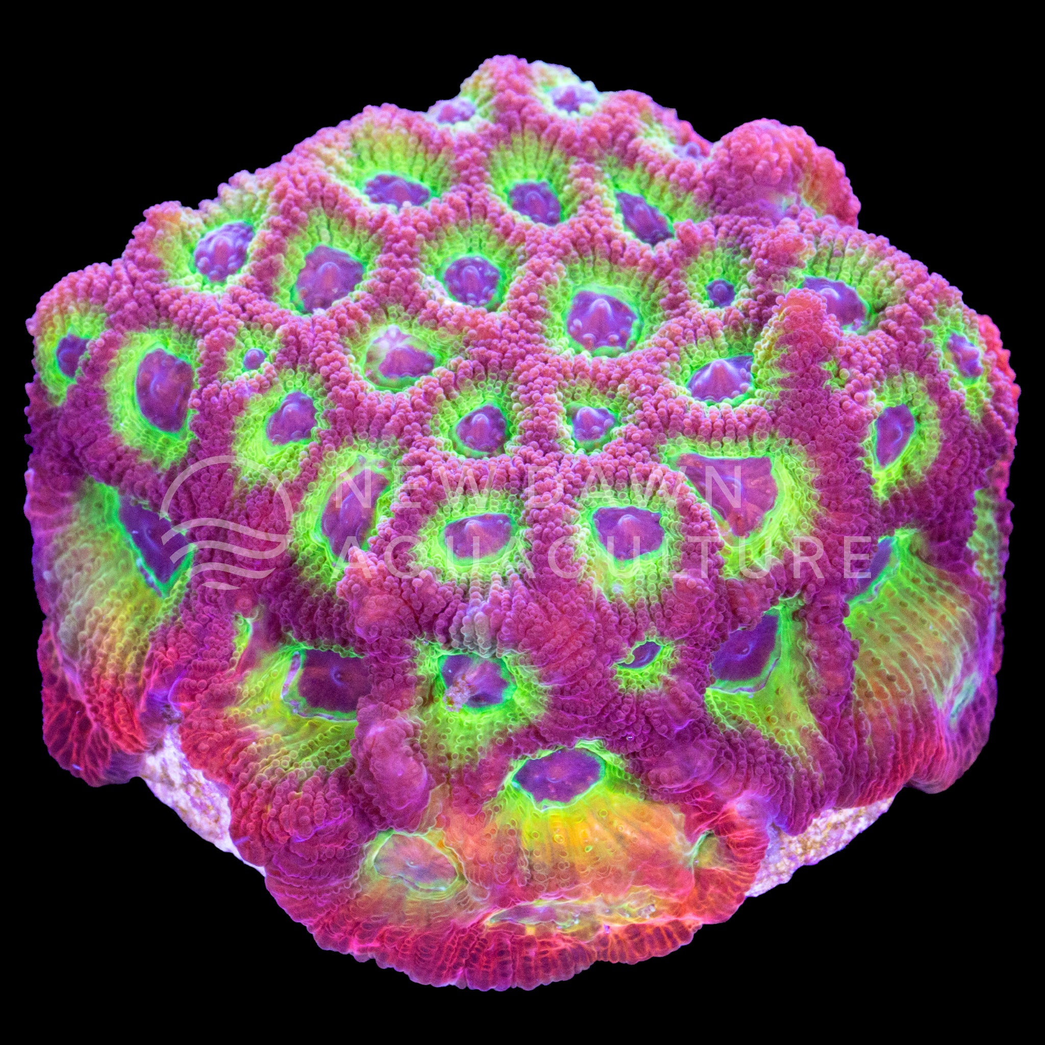 Spicy Lemon Favites | New Dawn Aquaculture