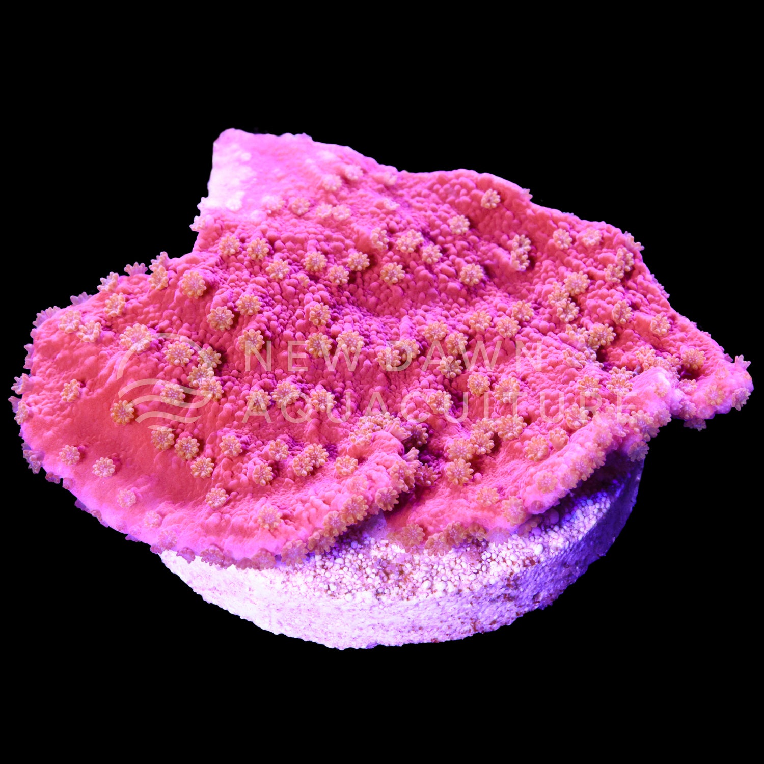 Starburst Montipora