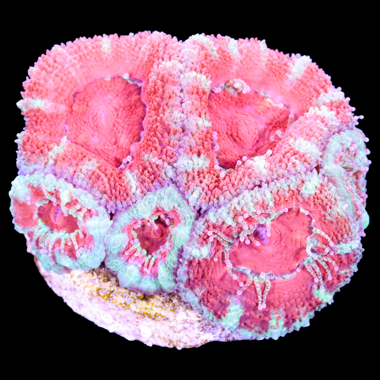 Strawberry Sorbet Micromussa
