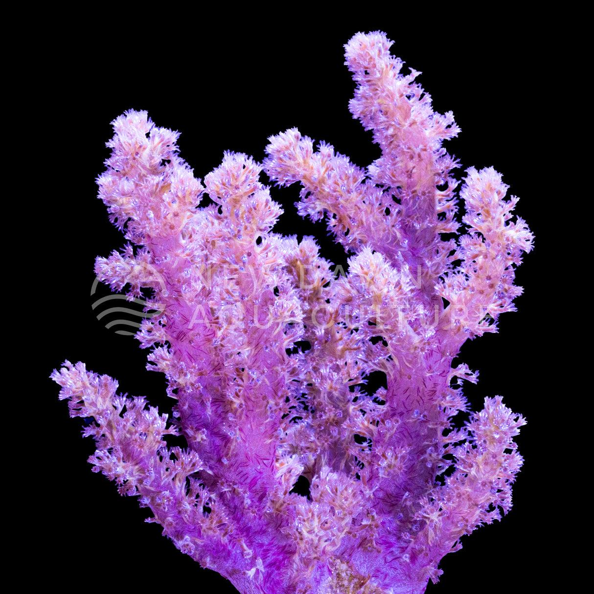 Sunburst Scleronephthya