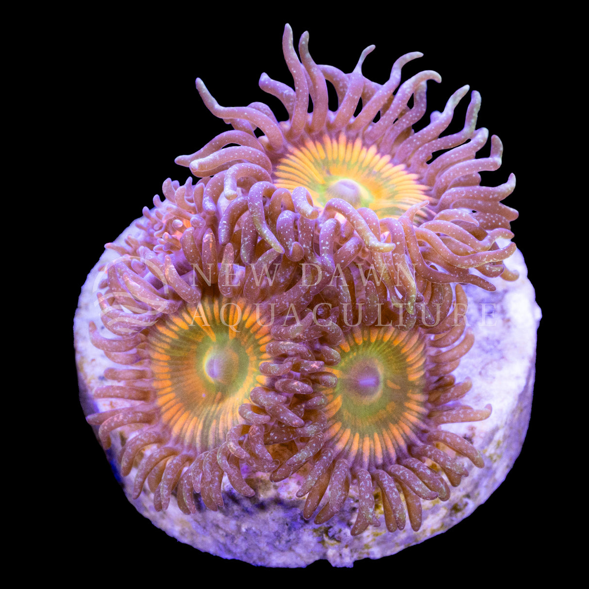 Sunny D Zoanthids