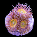 Sunny D Zoanthids