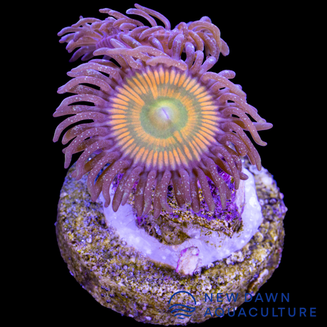 Sunny D Zoanthids