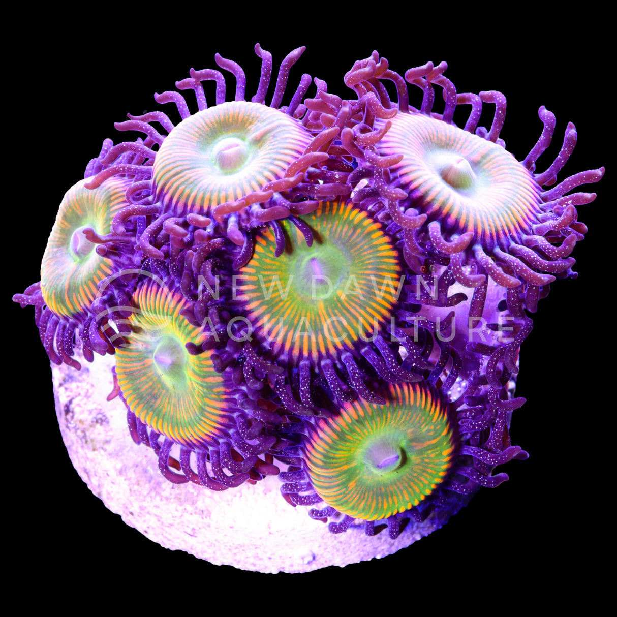 Sunny D Zoanthids