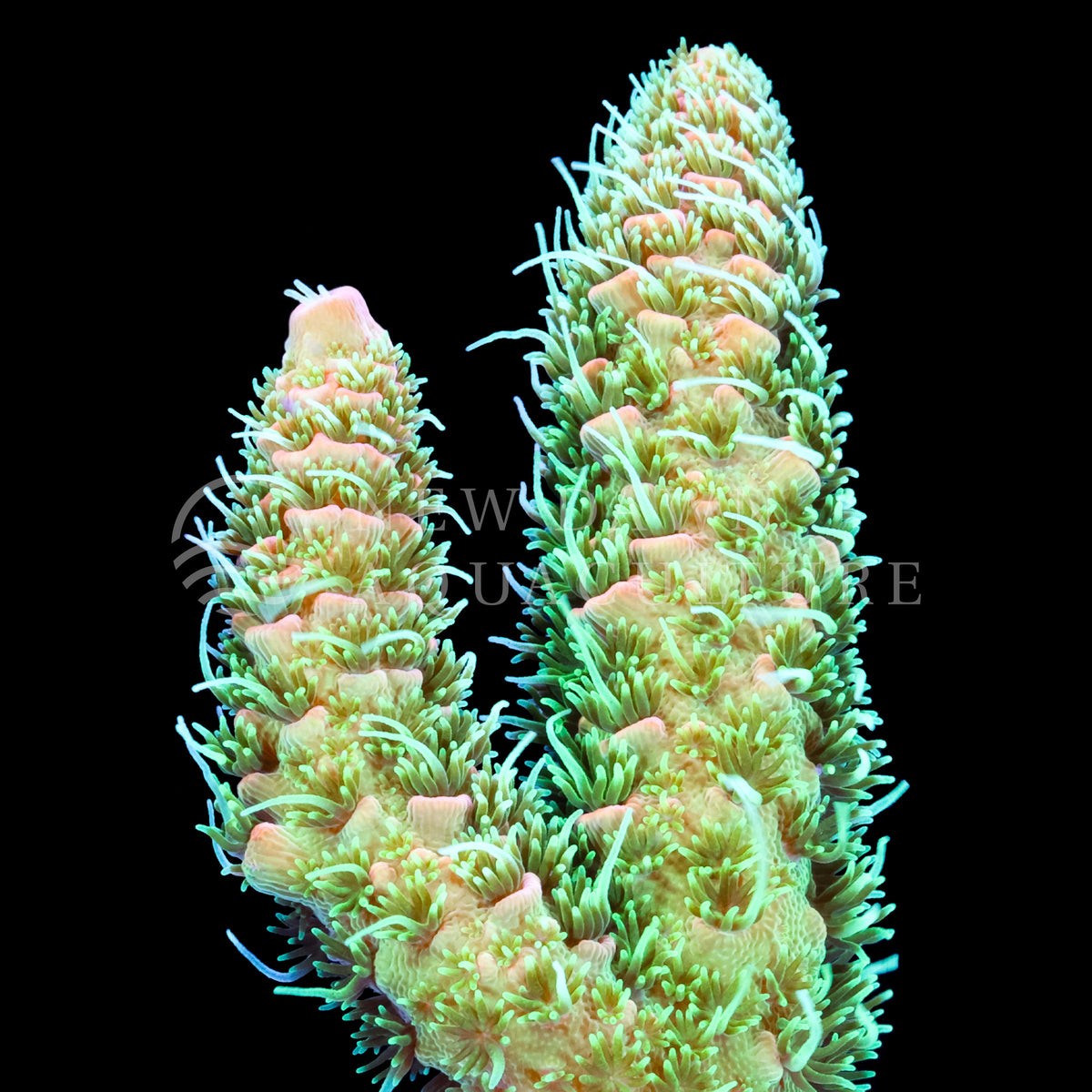 Sunset Acropora Millepora | New Dawn Aquaculture
