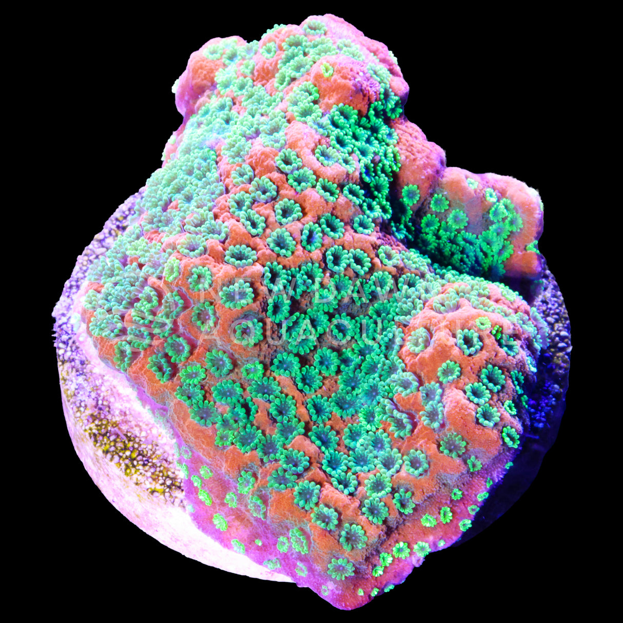Sunset Montipora