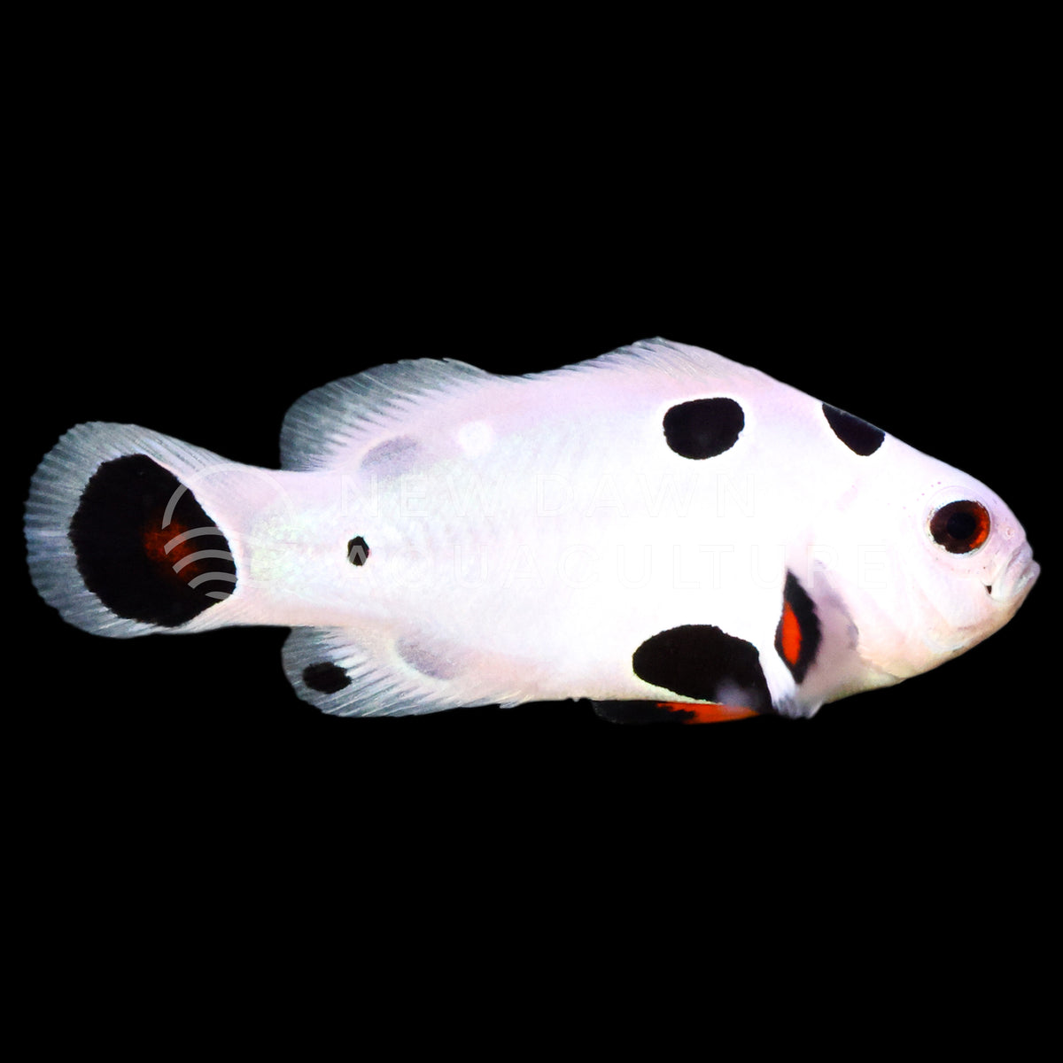Super Storm Clownfish | New Dawn Aquaculture