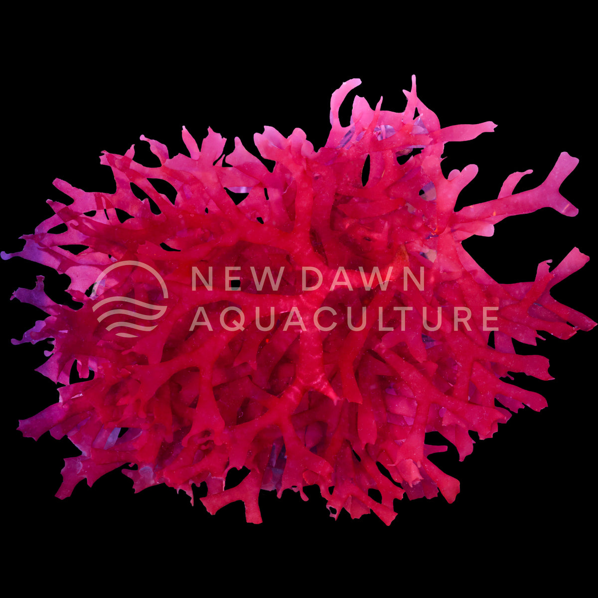 Macroalgae Labeles Tabling Red Macroalgae | New Dawn Aquaculture
