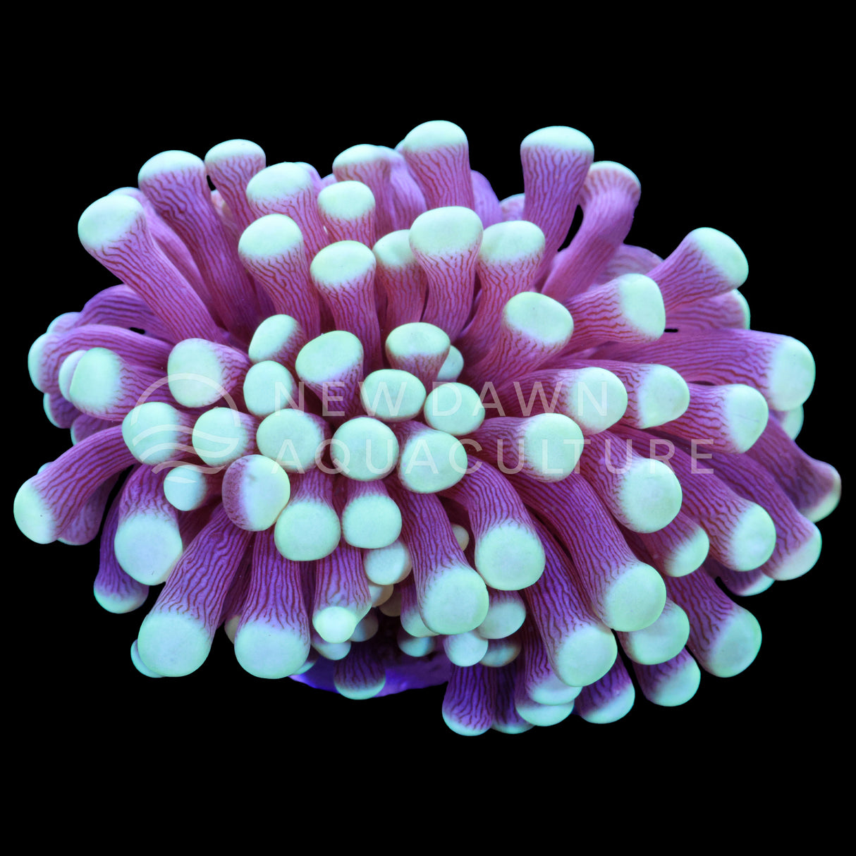 Teal Tip Torch