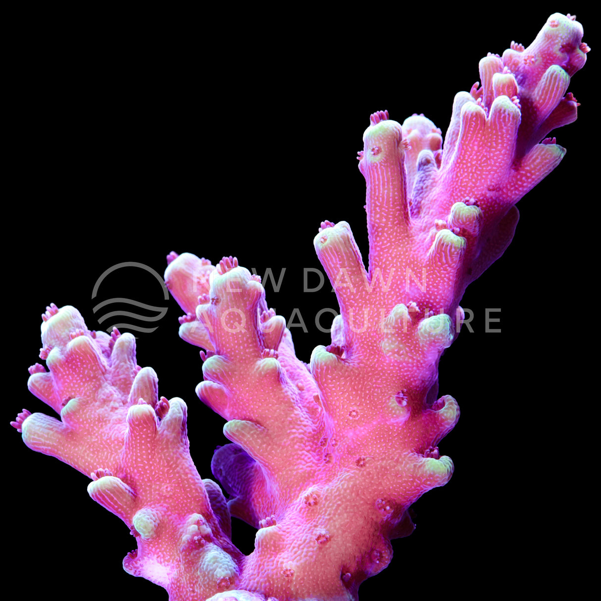 Terra Red Acropora