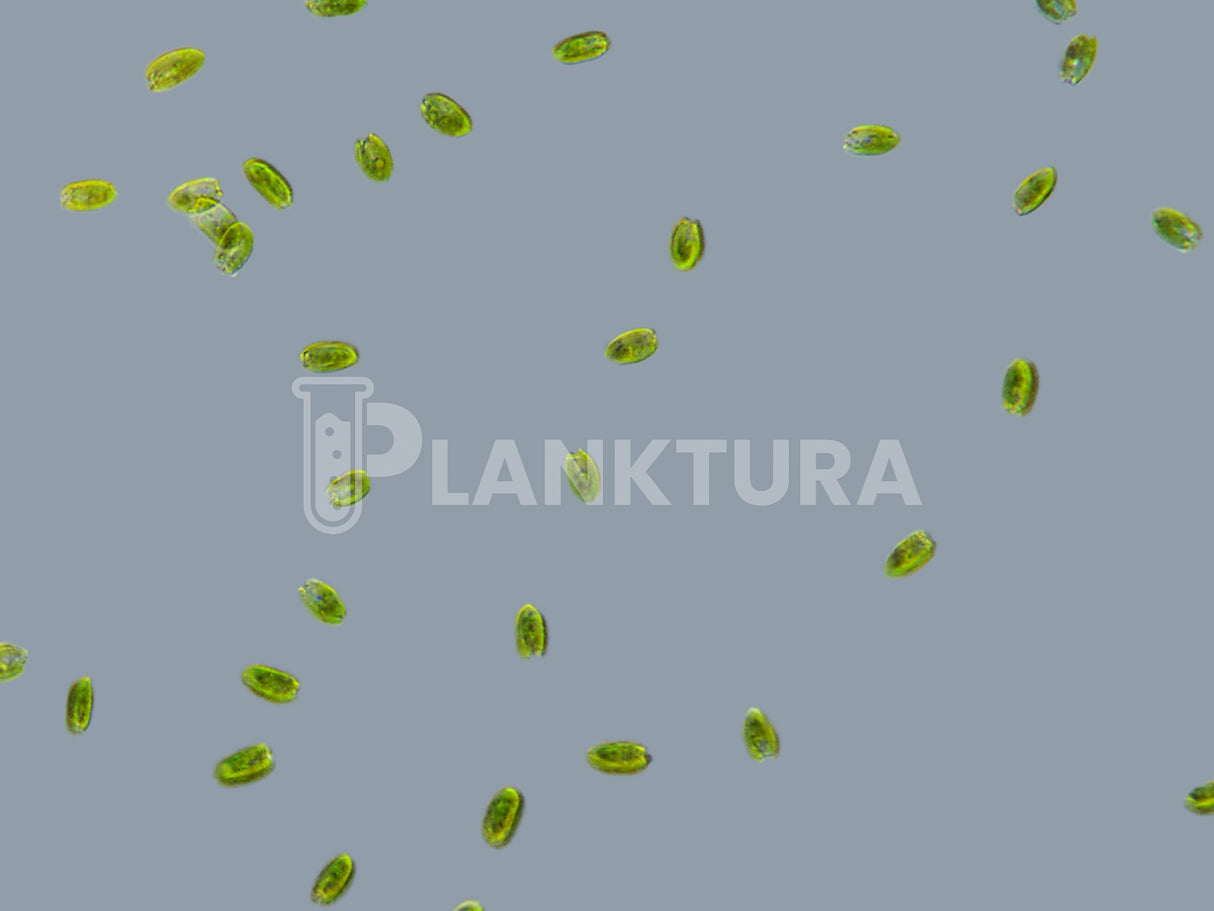 Tetraselmis Live Phytoplankton - Coral Shots