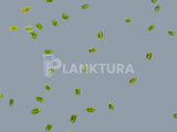 Tetraselmis Live Phytoplankton - Coral Shots