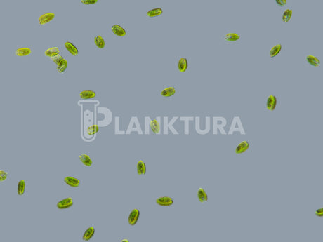 Tetraselmis Live Phytoplankton - Coral Shots