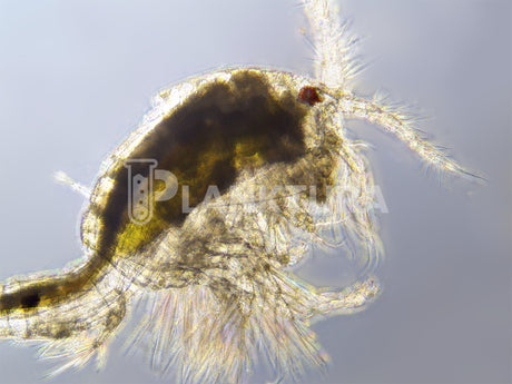 Tigriopus Live Copepods - Coral Shots