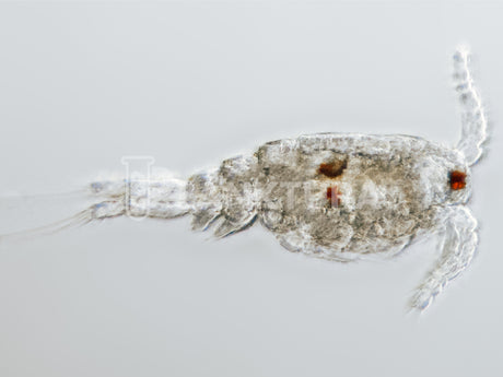 Tisbe Live Copepods - Coral Shots