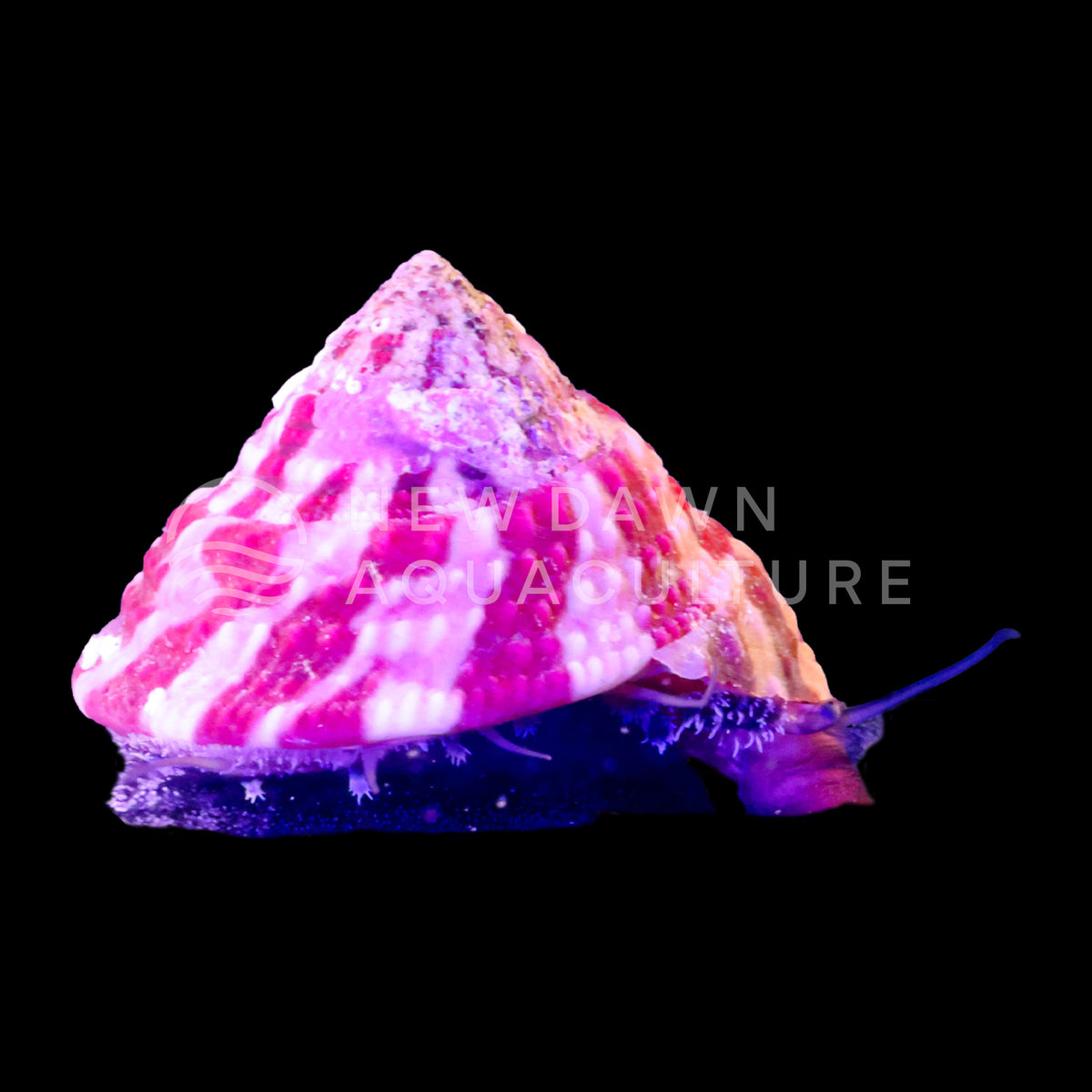 Trochus Snail