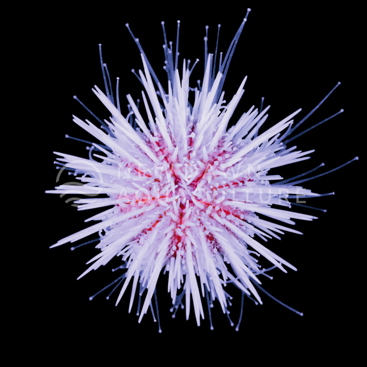 Variegated Sea Urchin