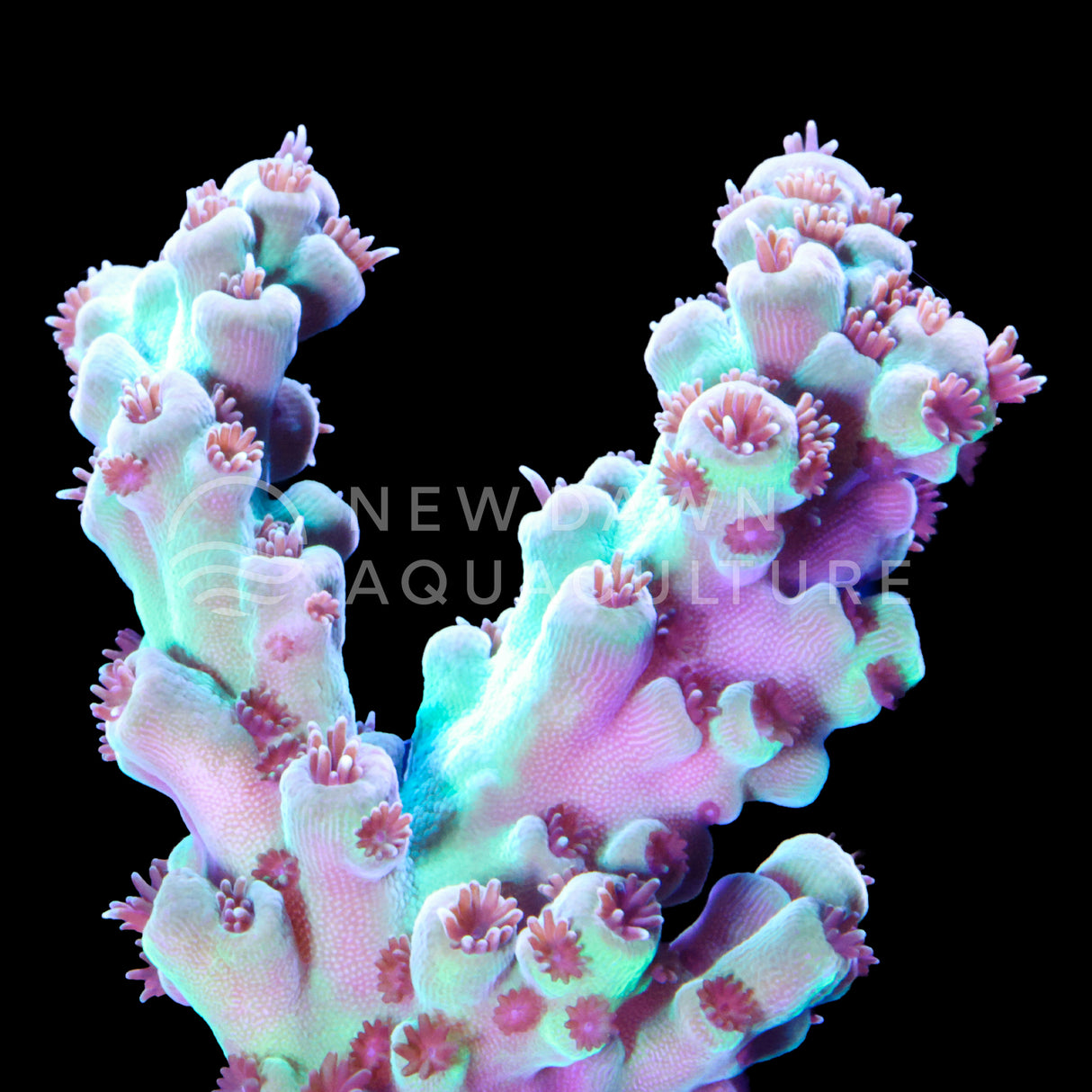 Velvet Jade Acropora