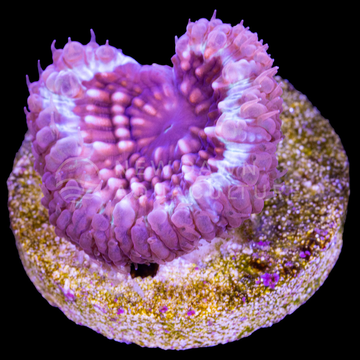 Violet Vortex Blastomussa
