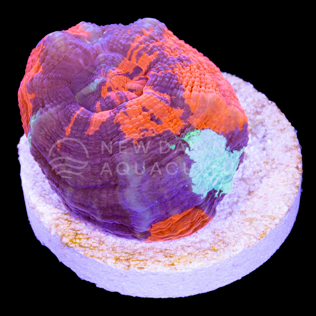 War Paint Scoly Frag