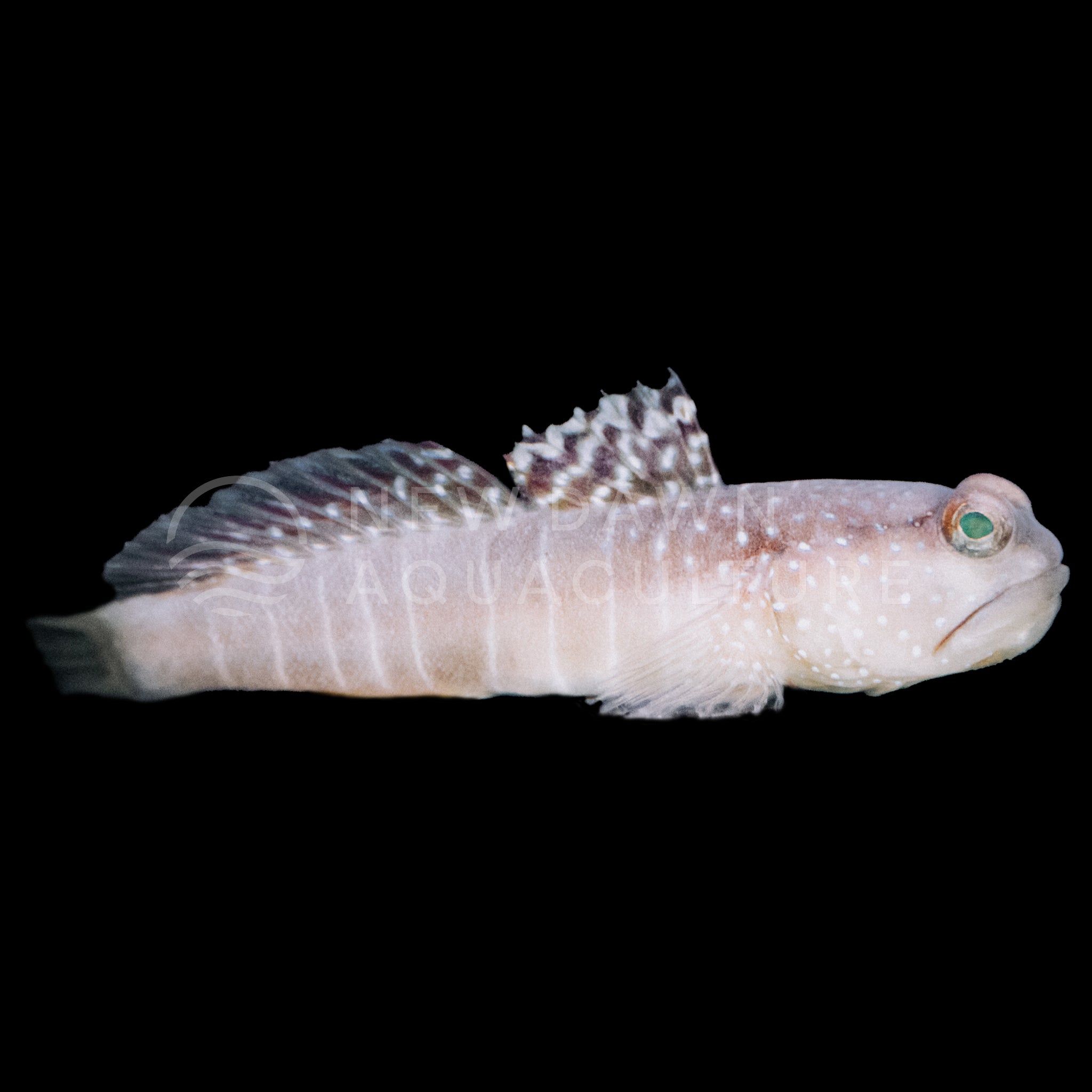 Watchman Goby | New Dawn Aquaculture