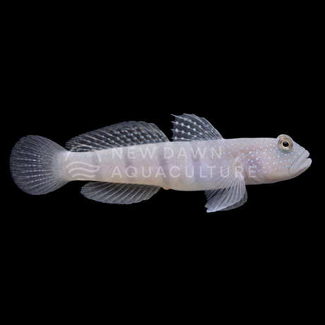 Gray Watchman Goby facing right on a black background