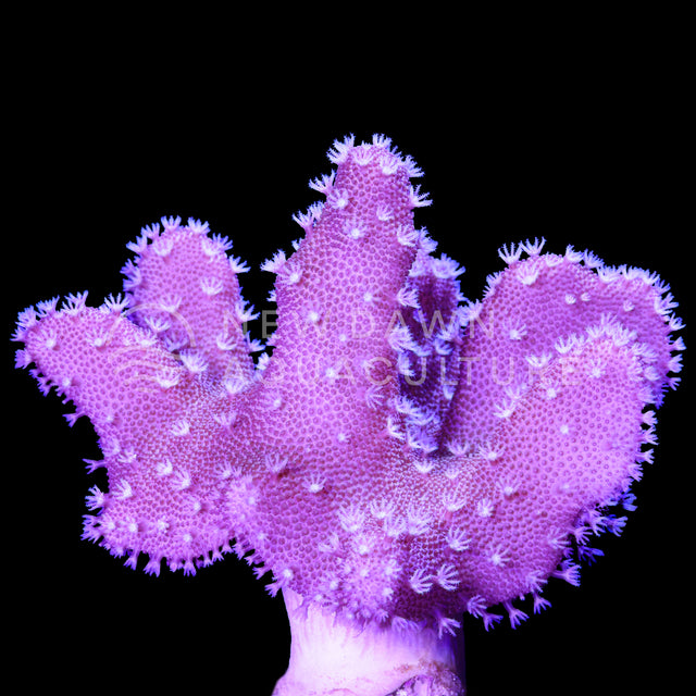 Representative White Polyp Devil's Hand Leather coral with extended white polyps on broad lobed branches.