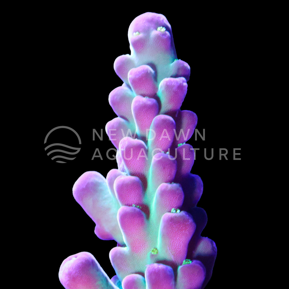 Wowzer Acropora