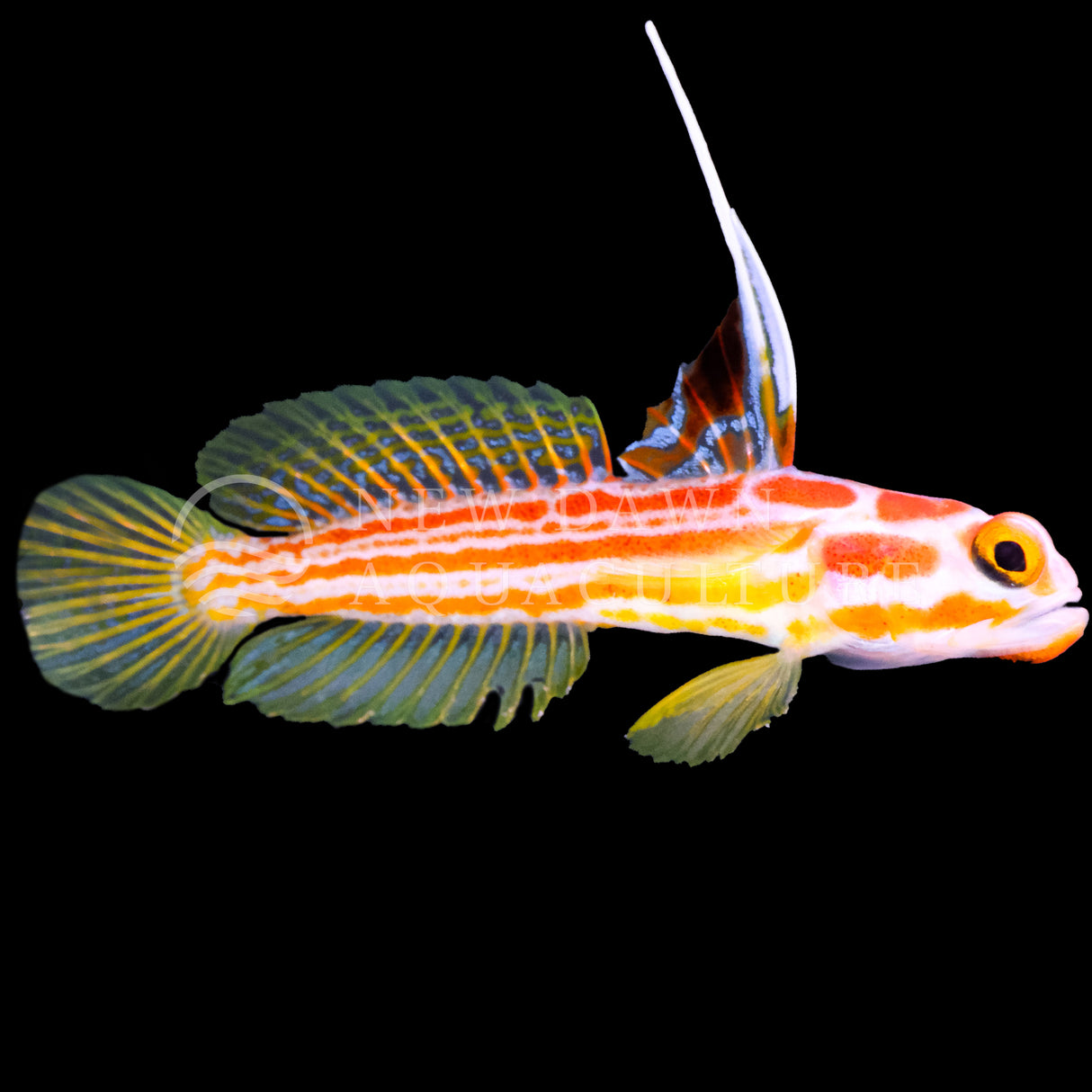 Yasha Goby