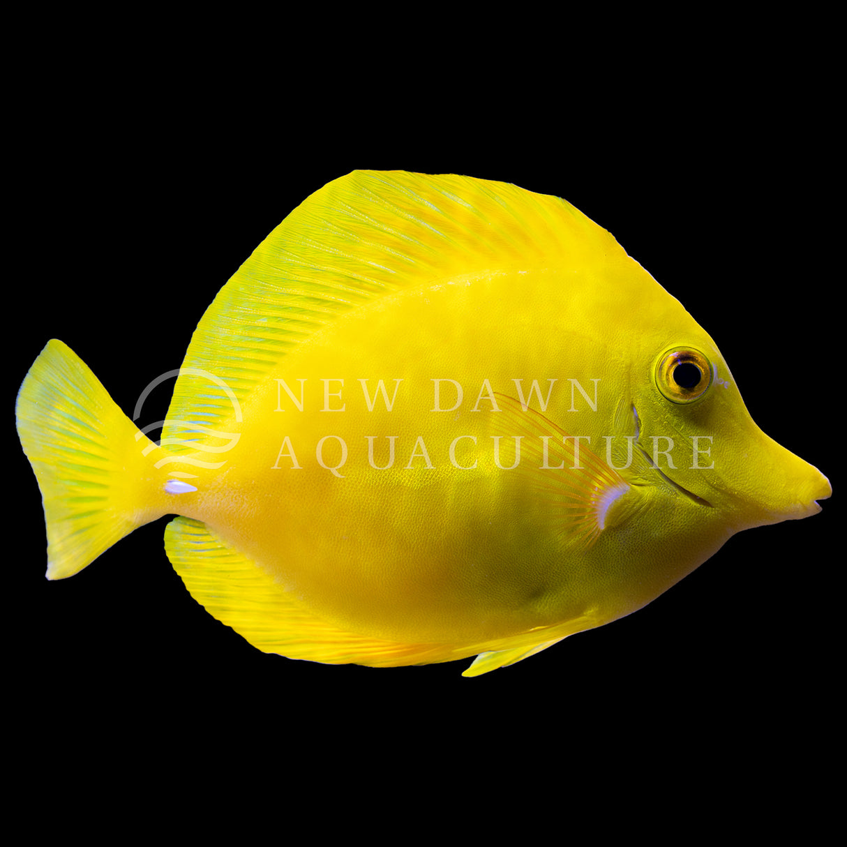 Yellow Tang