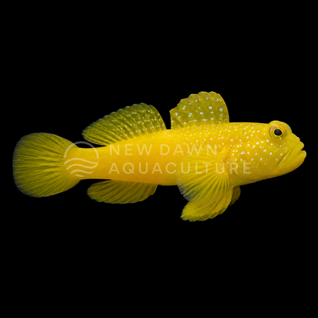 Yellow Watchman Goby facing right on a black background