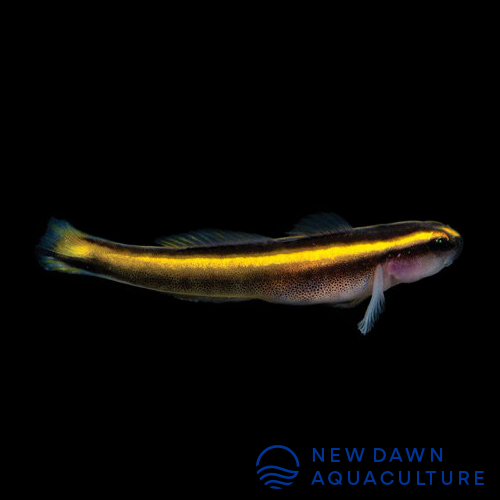 Yellowline Cleaner Goby