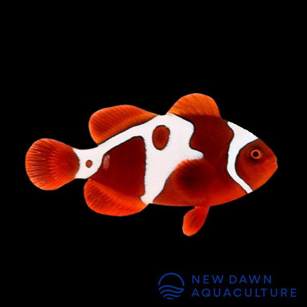 Gold X Lightning Maroon Clownfish