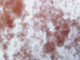 Palustris Live Bacteria - Bacto Fuel