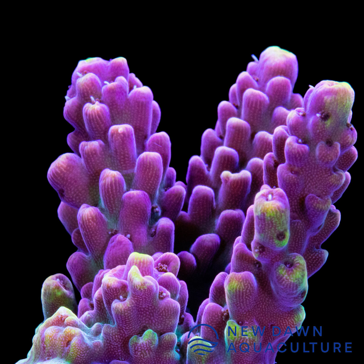 Acid Rain Acropora