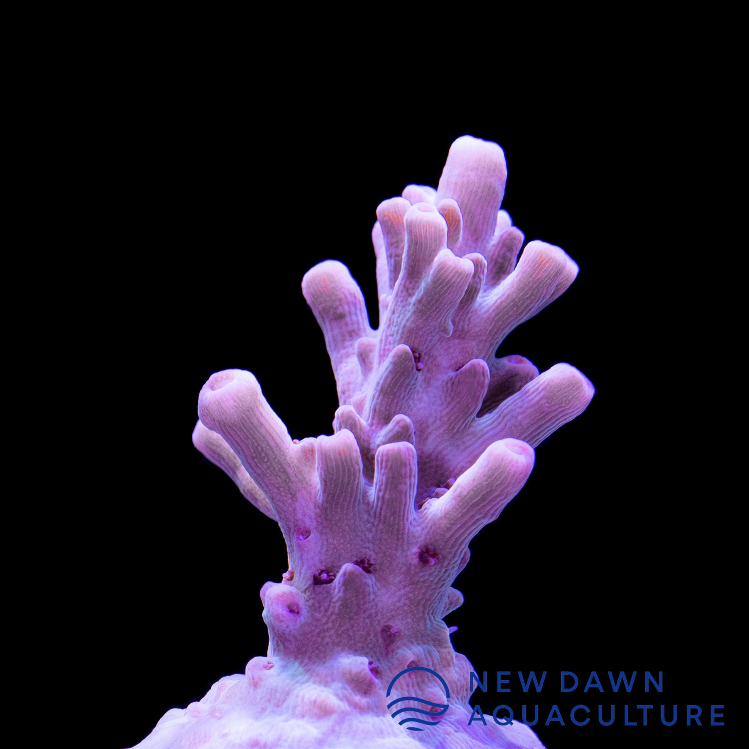 Amethyst Acropora