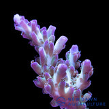 Aqua Delight Acropora