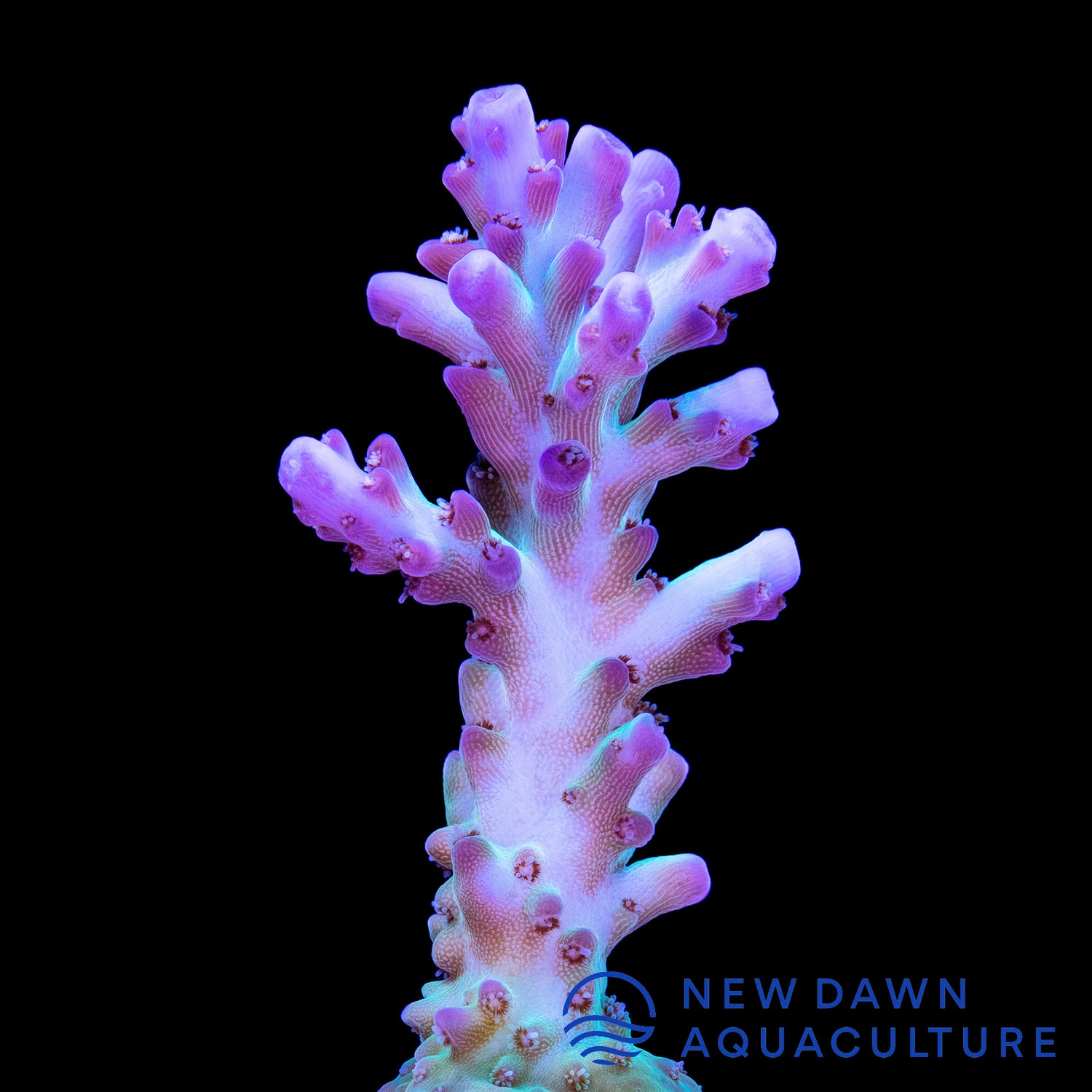 Aqua Delight Acropora